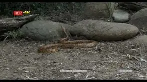 Cape Cobra hunting chase and Stalking on a Mouse