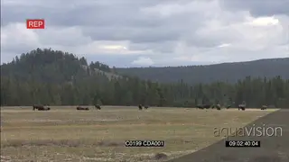 A herd of American Bison standing and grazing XWS