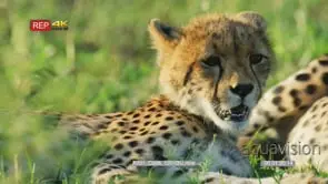 Two cheetah cub lying in green grass one looking at camera