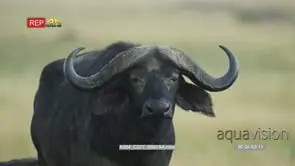 Buffalo looking at camera