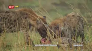 Hyenas Feeding on wildebeest carcass one looks up BLOODY