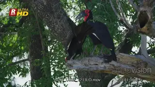 Two ground hornbill searching for food on top of the tree