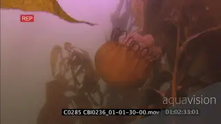 Pacific sea nettle jellyfish swimming away from camera through kelp forest UW
