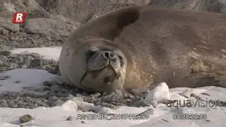 Weddell seal on ice laying down and looking around.