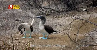 MS shot of two blue booby's standing, looking around and towards the camera.