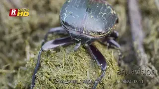 Dung Beetle making a dung ball which contains.