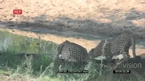 A Coalition of Cheetahs Drinking water on the Waterhole GENERAL BEHAVIOR