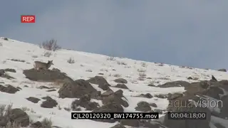 Elk Antelope being hunted by Gray Wolf and wolf running around elk WS PAN