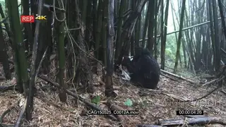 Mountain Gorilla sitting in forest eating LS ZI MCU HAND