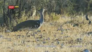 Kori bustards walking through a dry rocky landscape
