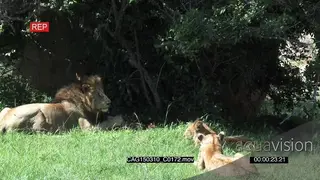 African Lion pride feeding on a kill on bushveld then walking away and laying down LWS.