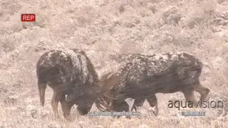 Pair of Moose standing and sparring on prairie during snowfall then one walking away.