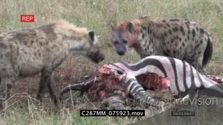 Spotted hyena feeding on zebra kill White-backed Vultures scavenging as 2nd hyena comes.