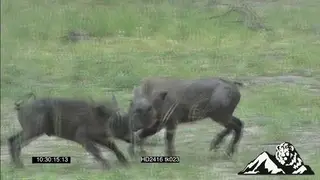 Warthogs graze, piglets joust, fight, chase each other WS MWS FF