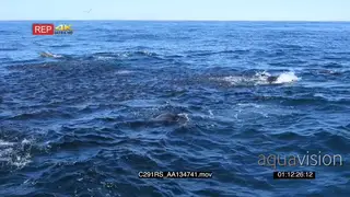 TOPSIDE a group of seals and a school of common dolphins swimming.