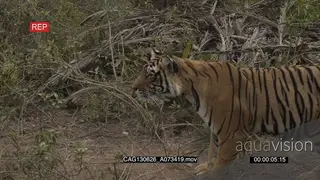 Bengal Tiger on dirt road alert, hunting. AmCam