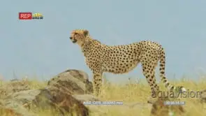 Cheetah with cubs walks out of frame