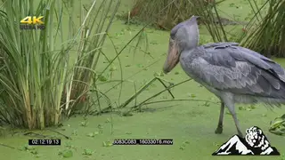 Shoebill bird in a swamp fishing PROFILE FF