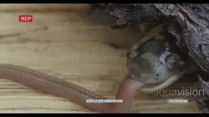 Tiger Salamander biting a worm trying to swallow it then crawling on wood HA MCU