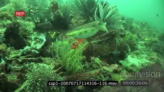 Cuttlefish mating and swimming underwater in ocean 2S LS TRA HAND