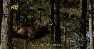 Adult Elk looking around and walking away from the frame.