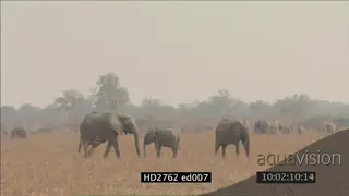 Elephant herd standing and moving in grassland grazing WS