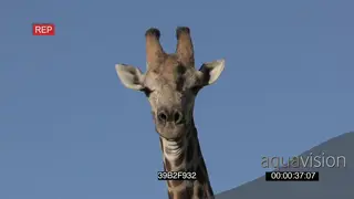 Giraffe alerted look towards camera