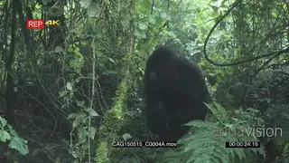 Mountain Gorilla sitting in forest moving then walking towards camera then turning the.