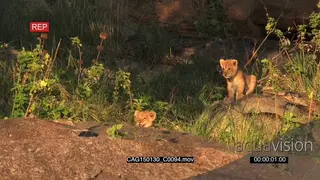 African Lion cubs sitting and moving on rocks in bushveld LS HAND