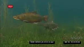 Salmon in ocean estuary Swimming Hunting GOOD LIGHT