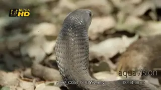 Black Mamba defensive and striking posture, preying of other animals.