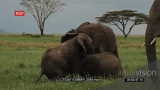 A herd of African Elephants standing, walking and grazing while the calves play fight