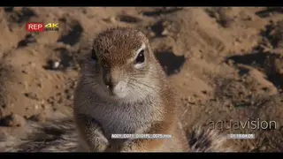 Close up of the face of a cape ground squirrel, xerus inauris with its nose twitching