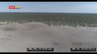 Aerial Drone shot bushveld Antelope general behaviour in the distance