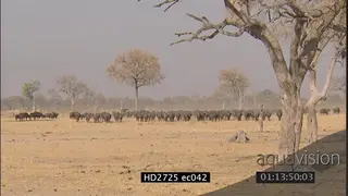 Herd of Cape buffalos walking LWS LS MLS ZI