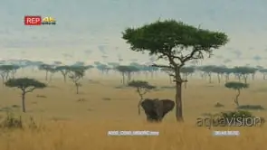 Elephant grazing under tree on the Savanna