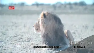 African Male Desert lion scouting around hunting walking away