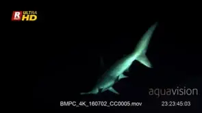 Scalloped hammerhead shark gliding through the sea at night, MWS.