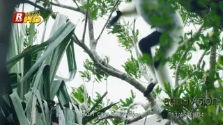 White-fronted brown lemur looking around, dancing and jumping from one branch to the other.