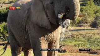 An African Elephant standing and drinking water, using its trunk.