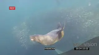 Common Dolphins Cape Fur Seals going through Sardine baitball feeding Seal near camera.