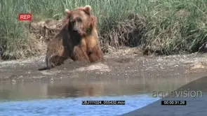 Brown Bear Digging a hole on the Riverbank and sleeps