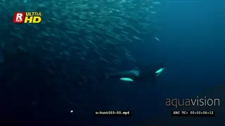 Orca Killer Whales hunting herring in noway UW