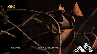 Praying Mantis grooming MACRO