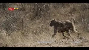 Chacma Baboon carrying baby walking on bushveld MLS PAN