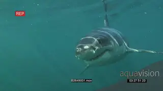 Great white shark gently swimming underwater in ocean passing by camera MLS MCU HAND