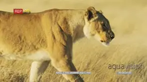 Lioness walking through savanna