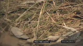 Mozambique Spitting Cobra crawling around on bushveld MCU PAN