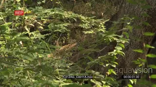 Indian Leopard eating from kill hidden away in shrubs