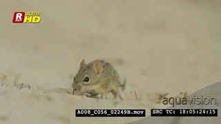 Four-striped grass mouse feeding on insects/grass, running around and sniffing.